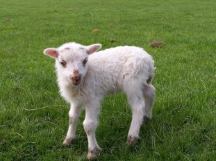 little-lamb-1406384-640x480